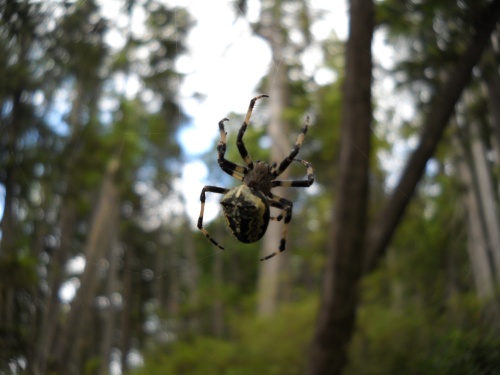 Spider!
