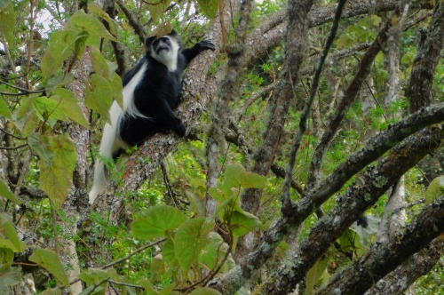 Colobus monkey