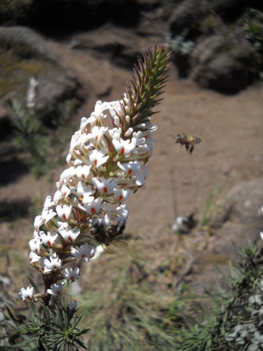 A flower and a bee