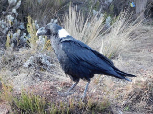White-necked Raven