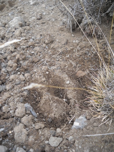 Buffalo track
