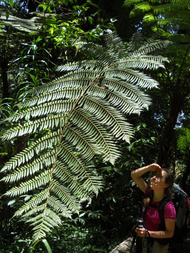 Big fern!