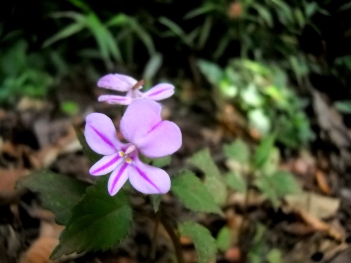 Flowers of Kilimanjaro