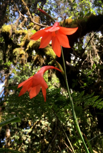 Flowers of Kilimanjaro