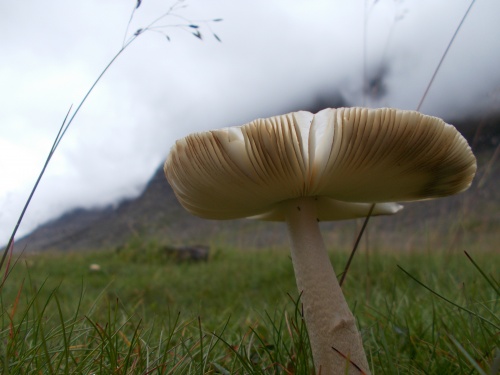 Mushrooms of the trail