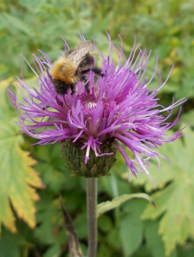 Bee on a flower