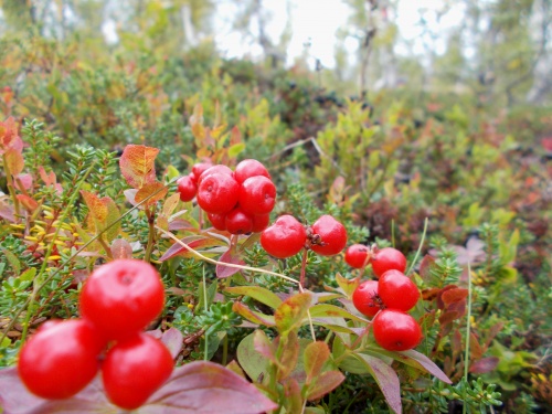 Berries of the trail