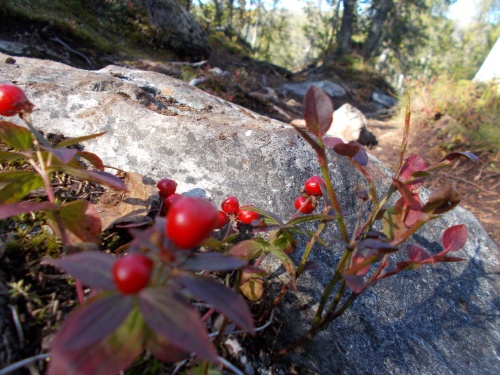 Berries of the trail