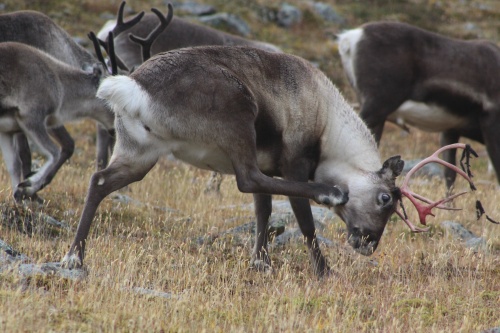 Reindeer!