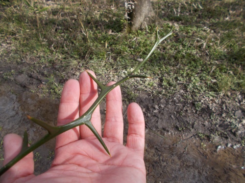 Holy giant thorns!