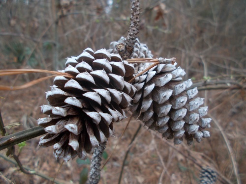 Pinecones