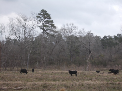 Cattle of the Trail