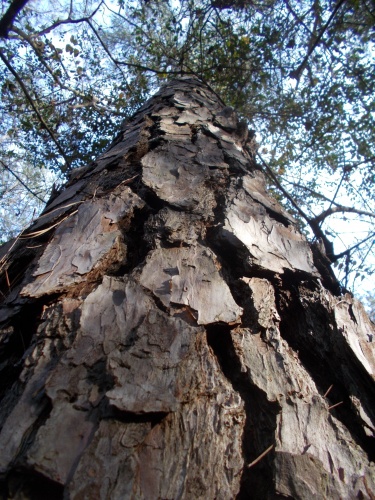 Tree bark
