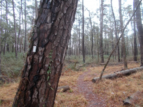 82.4&nbsp;miles