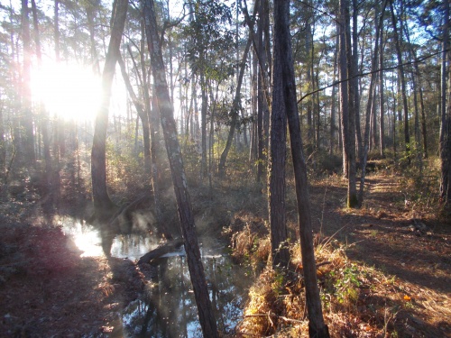 Tarkington Bayou