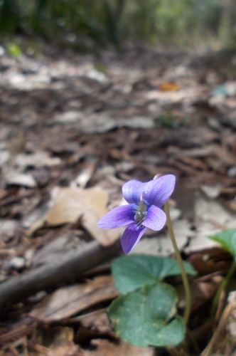 Flower on the trail!