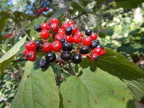 Berries of the Long Trail