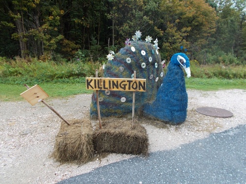 Hitchhiking Peacock