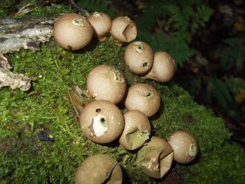 Mushrooms of the Long Trail