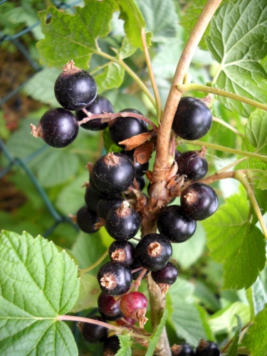 Berries of the Mullerthal Trail