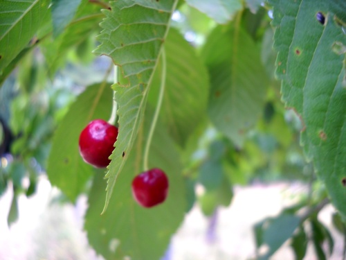 Cherry trees!