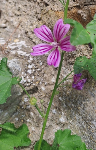 Flowers of the Mullerthal Trail