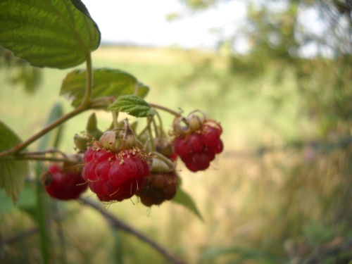 Berries of the Mullerthal Trail