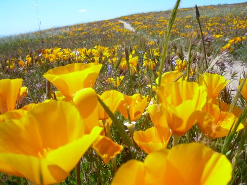 California Poppies near Eagle Rock