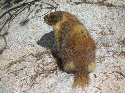 Marmot at Seldon Pass
