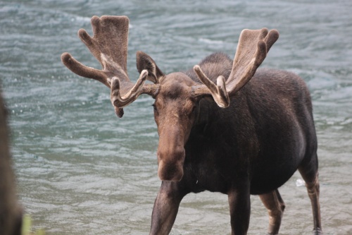 Moose in Cosley Lake