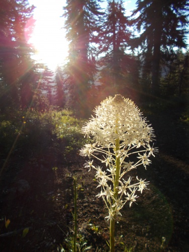 Bear grass
