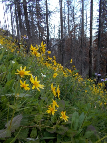 Flowers of the PNT