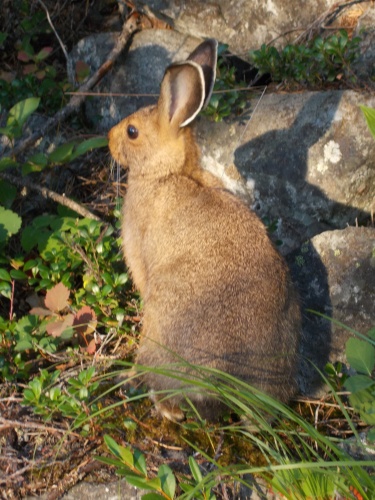 Rabbit on the trail!