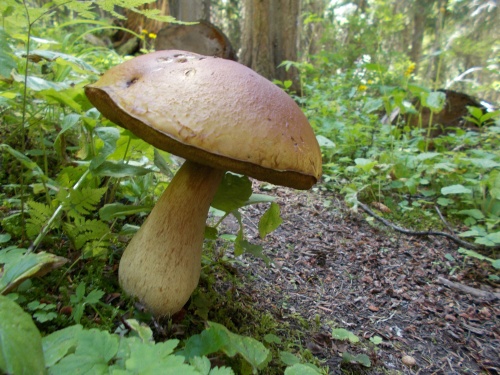 Mushrooms of the trail