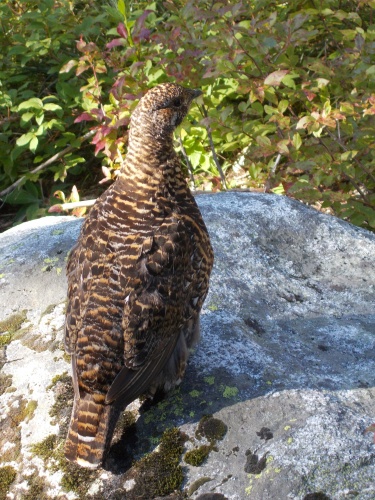 Grouse