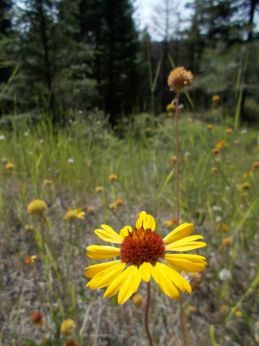 Flowers of the PNT