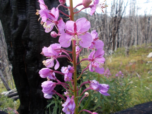 Fireweed