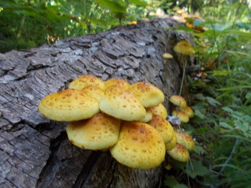 Mushrooms of the trail