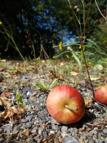 Apple on the trail