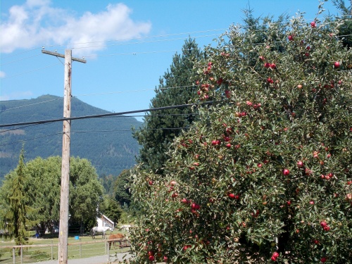 Apple tree