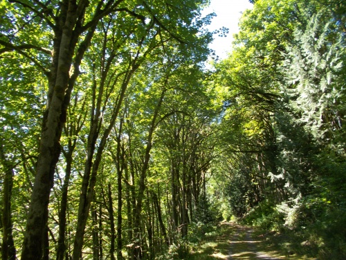 Cascade Trail