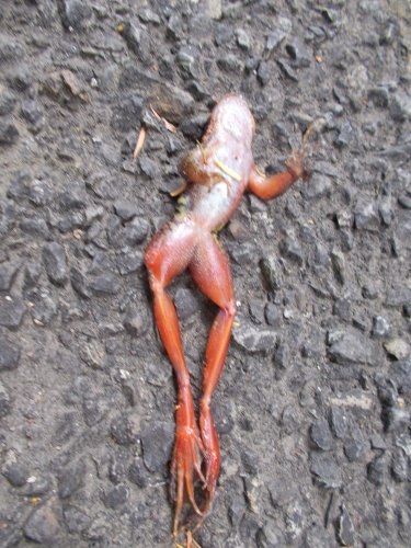 Dead frog on the road