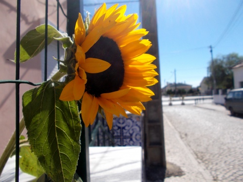 Sunflower!