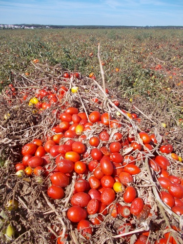 Tomatoes!