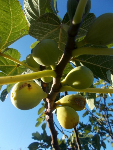 Fig trees