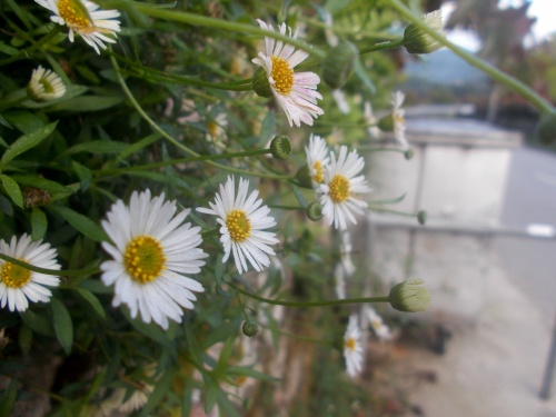 Flowers of the Portugal Camino