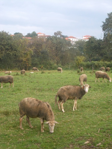 Sheep of the trail