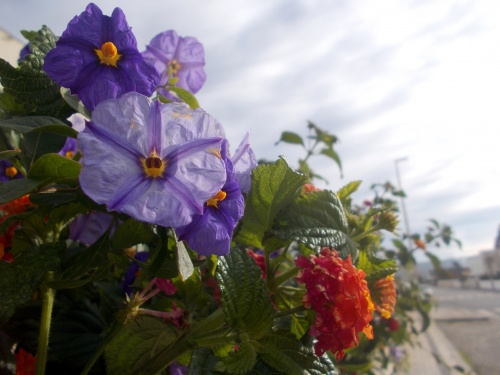 Flowers of the Portugal Camino