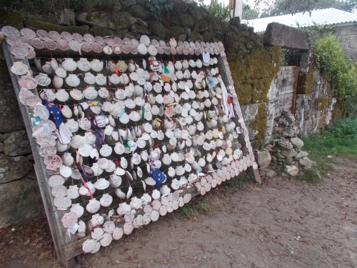 Scallop Shell Display