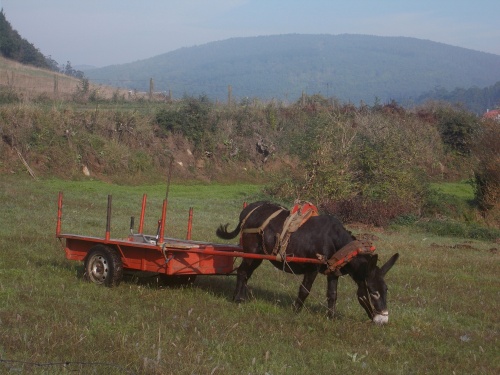 Donkey work!